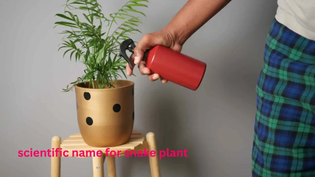 scientific name for snake plant