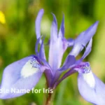 Best Middle Name for Iris