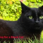 Good Name for a Black Cat
