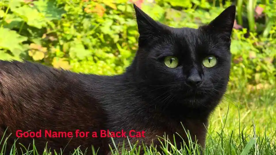 Good Name for a Black Cat