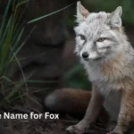 Japanese Name for Fox