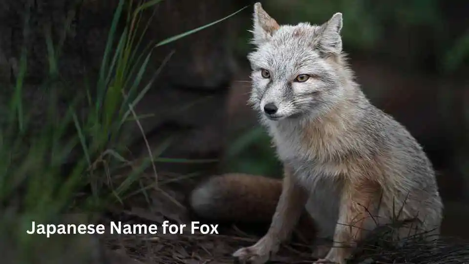 Japanese Name for Fox