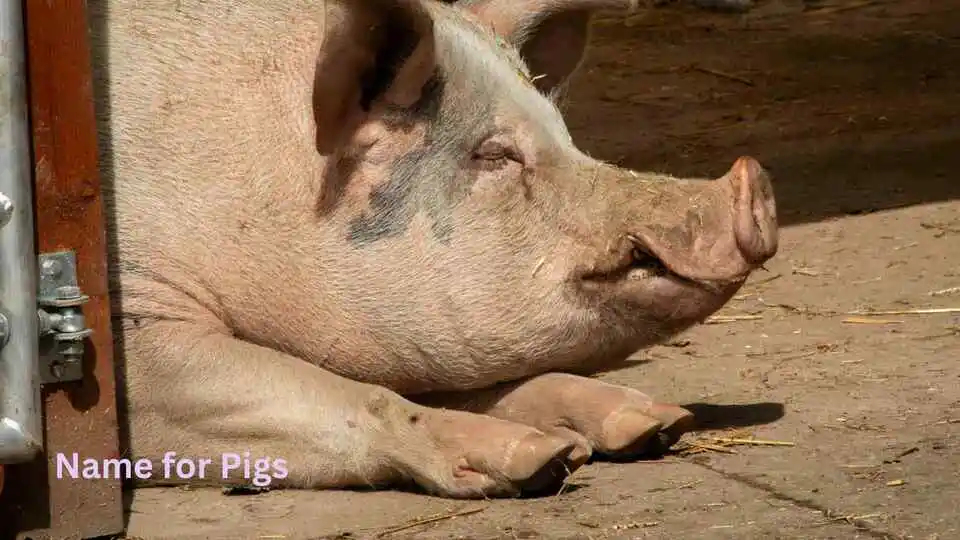 Name for Pigs