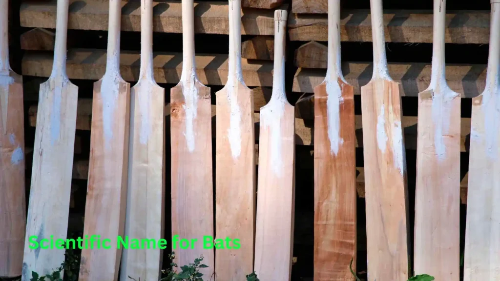 Scientific Name for Bats