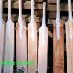 Scientific Name for Bats