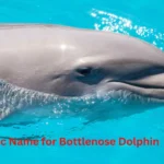 Scientific Name for Bottlenose Dolphin