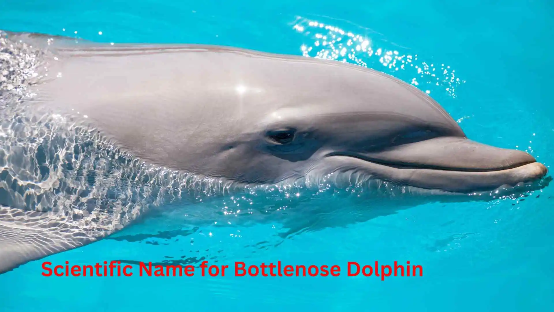 Scientific Name for Bottlenose Dolphin