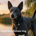 Another Name for a Female Dog
