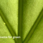another name for green