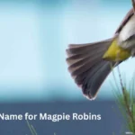 Another Name for Magpie Robins