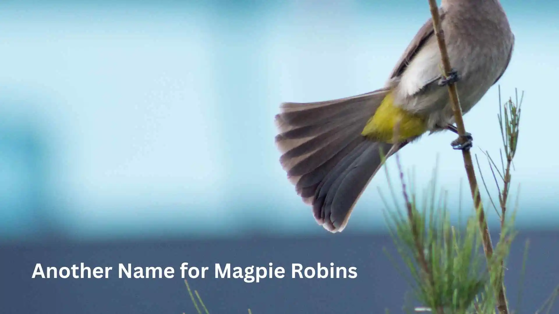 Another Name for Magpie Robins