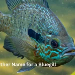 Best Another Name for a Bluegill