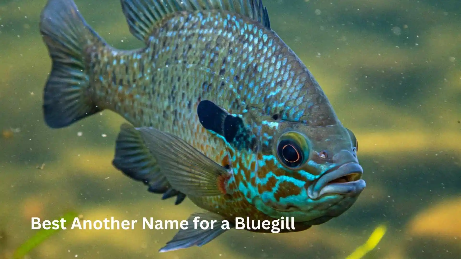 Best Another Name for a Bluegill