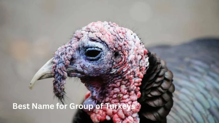 Best Name for Group of Turkeys 2026 | Funny & Unique Terms