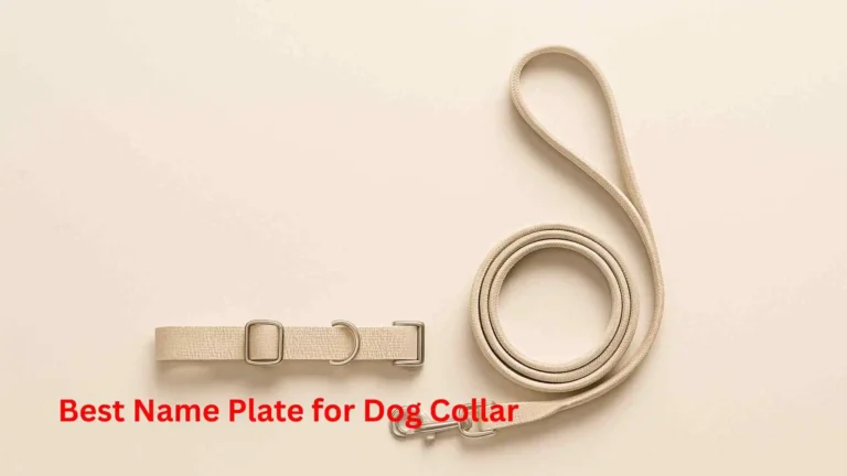 Best Name Plate for Dog Collar