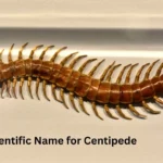 Best Scientific Name for Centipede