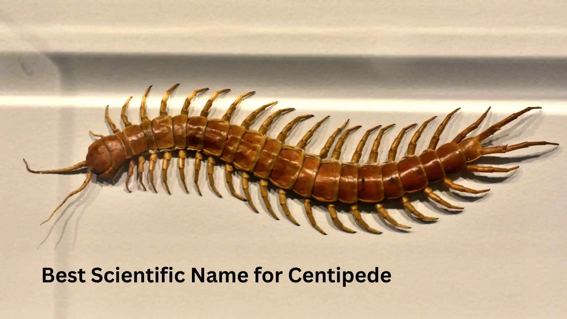 Best Scientific Name for Centipede