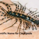 Best Scientific Name for Centipede
