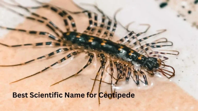 Best Scientific Name for Centipede