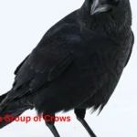 Name for a Group of Crows