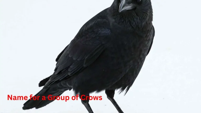 Name for a Group of Crows