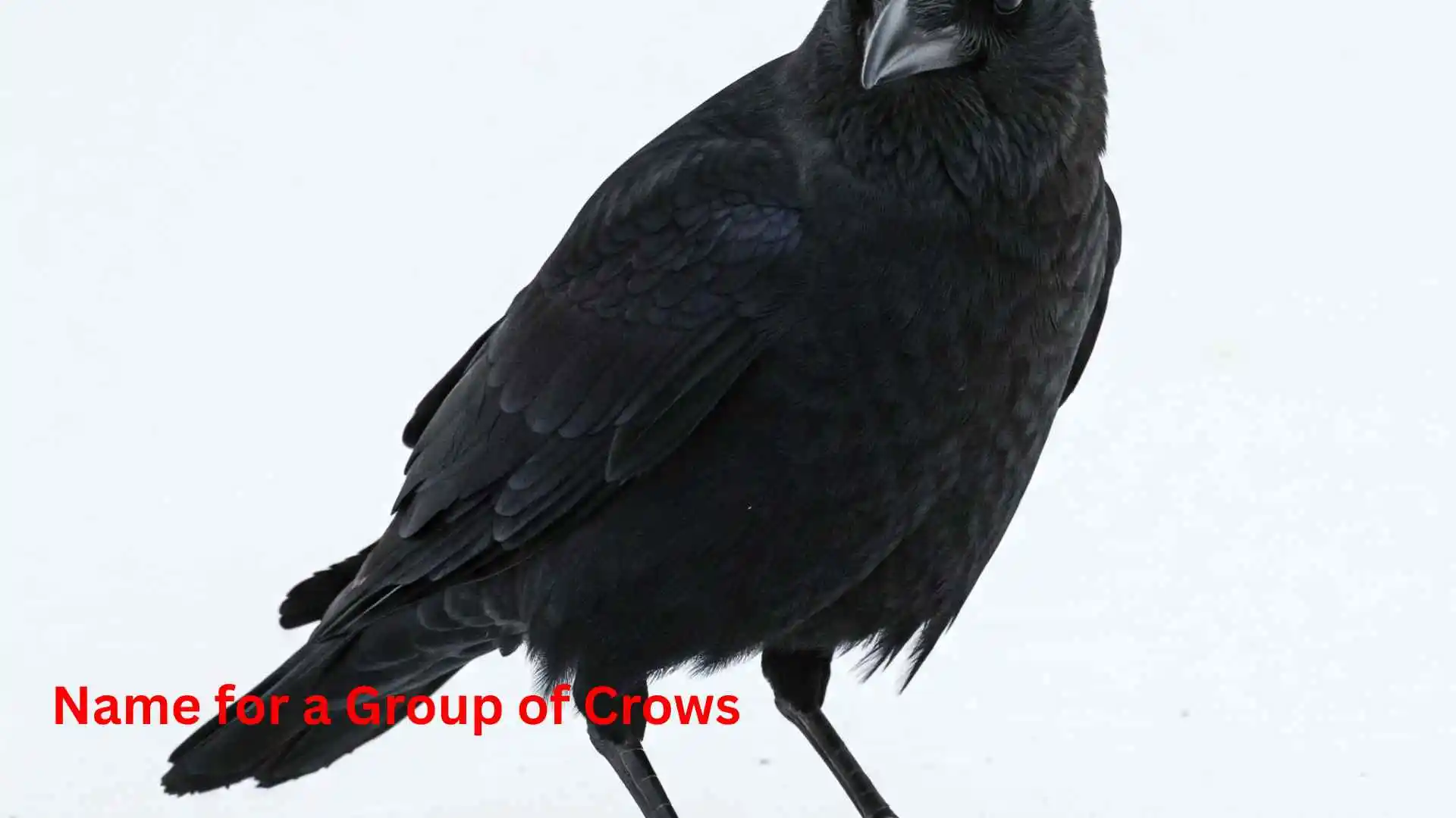 Name for a Group of Crows