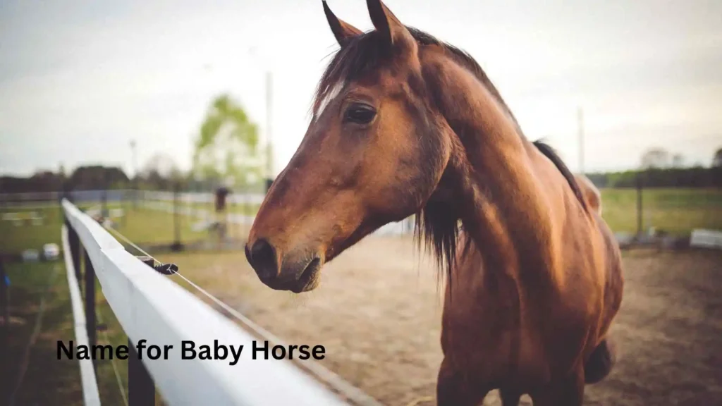 Name for Baby Horse
