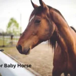 Name for Baby Horse