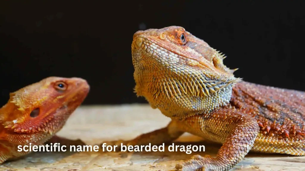 scientific name for bearded dragon