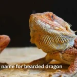 scientific name for bearded dragon