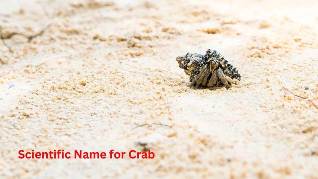 Scientific Name for Crab Guide 2026 | Classification & Identification Explained