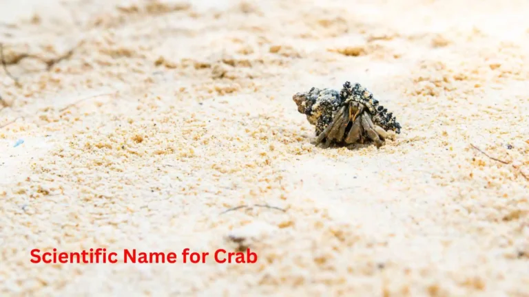 Scientific Name for Crab Guide 2026 | Classification & Identification Explained