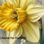 scientific name for daffodil
