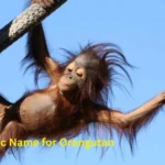 Scientific Name for Orangutan
