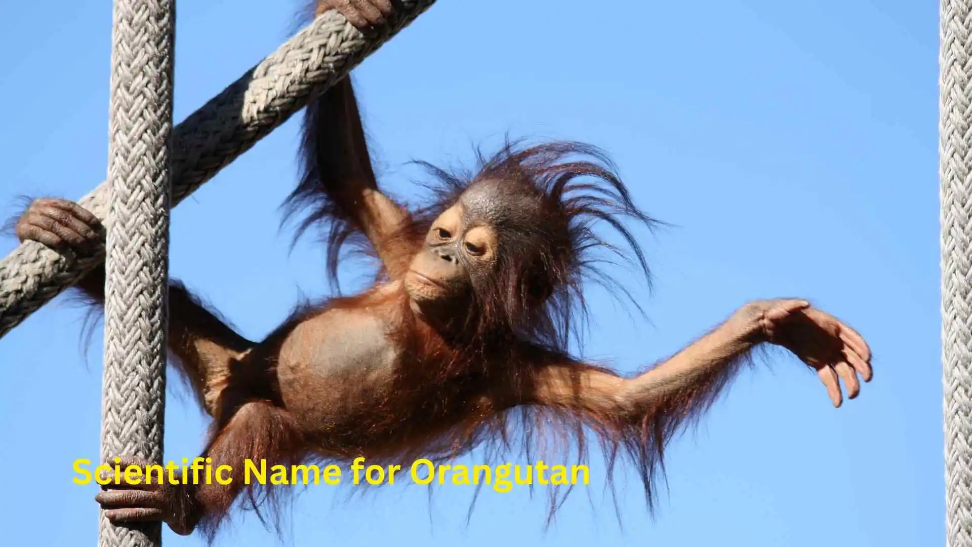 Scientific Name for Orangutan
