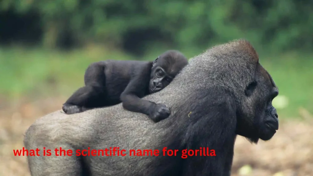 what is the scientific name for gorilla