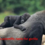 what is the scientific name for gorilla