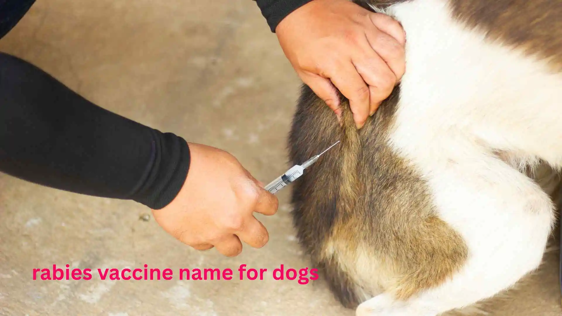 rabies vaccine name for dogs