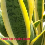 scientific name for snake plant