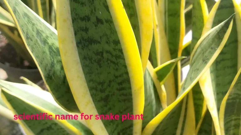 scientific name for snake plant